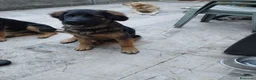 Meticcio cani in regalo: CUCCIOLO a Città metropolitana di Milano - Annuncio 2