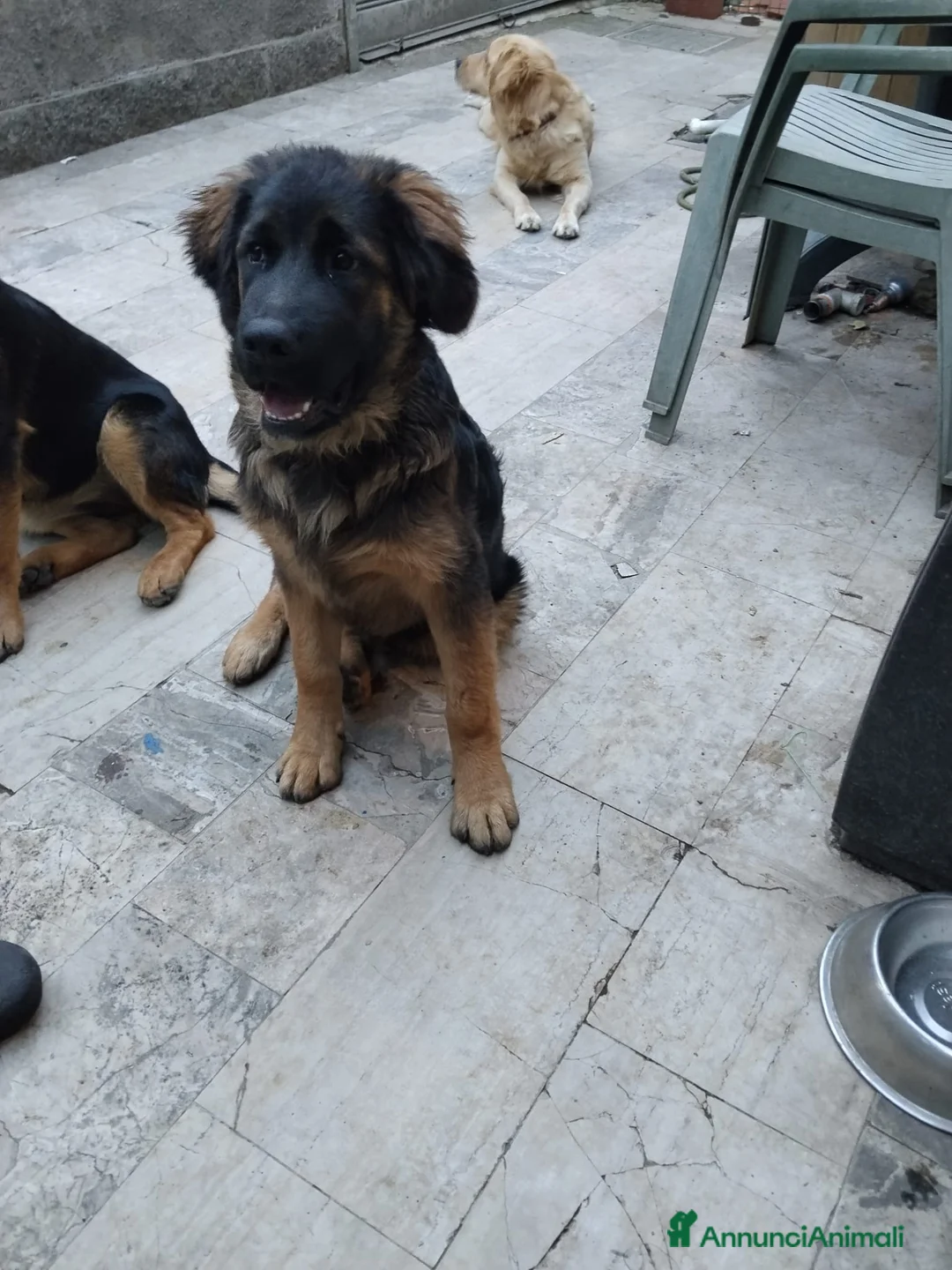 Meticcio cani in regalo: CUCCIOLO a Città metropolitana di Milano - Annuncio 2