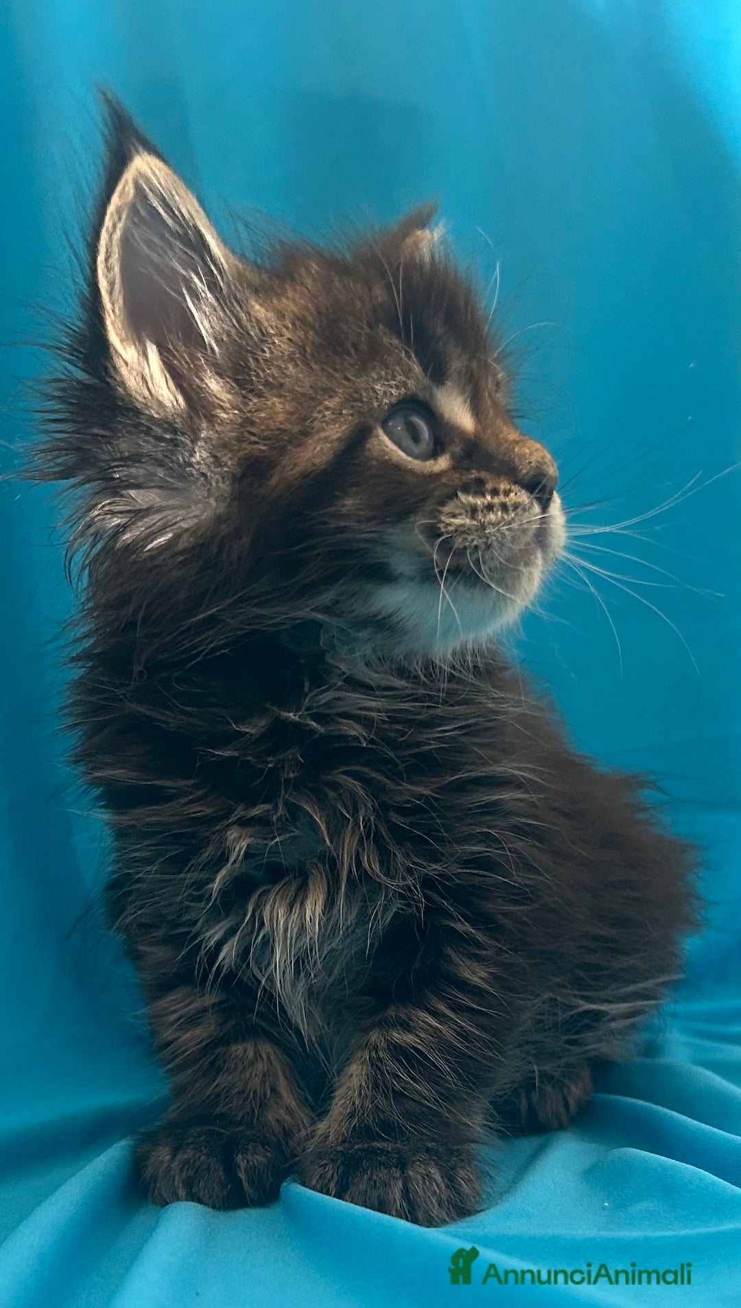 Maine Coon gatti in vendita: Maine coon con pedigree  - Annuncio 10