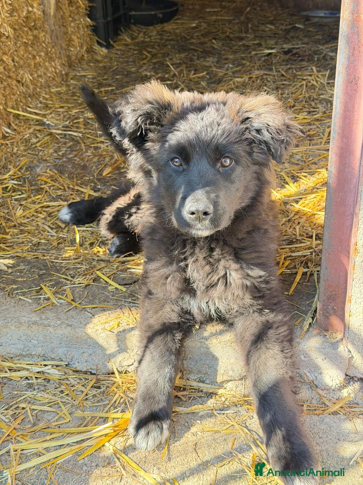 Meticcio cani ORSA cucciola taglia grande  - Annuncio 10