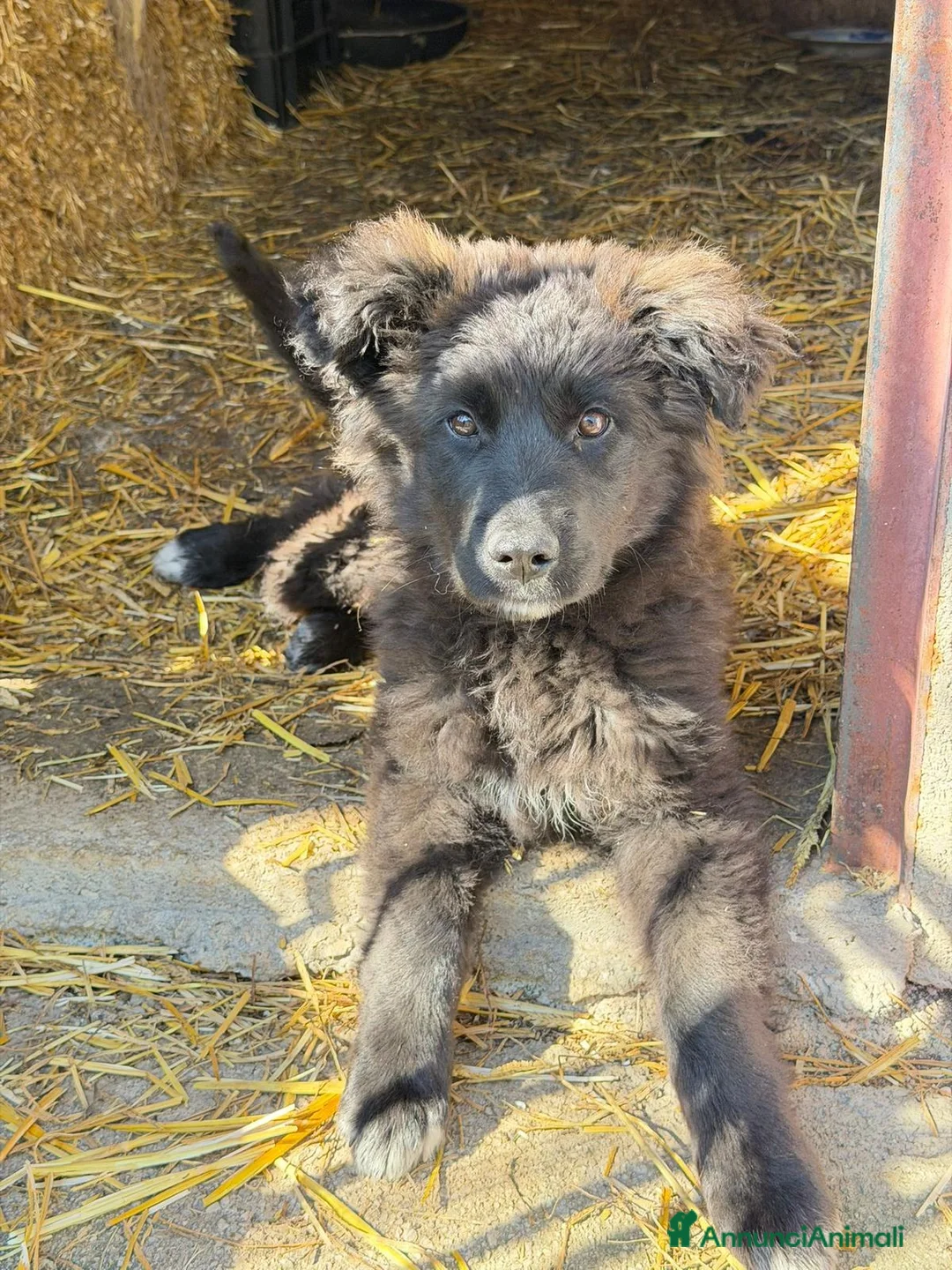 Meticcio cani in regalo: ORSA cucciola taglia grande  a Città Metropolitana di Firenze - Annuncio 1