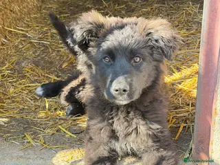Meticcio cani ORSA cucciola taglia grande - Annuncio 10