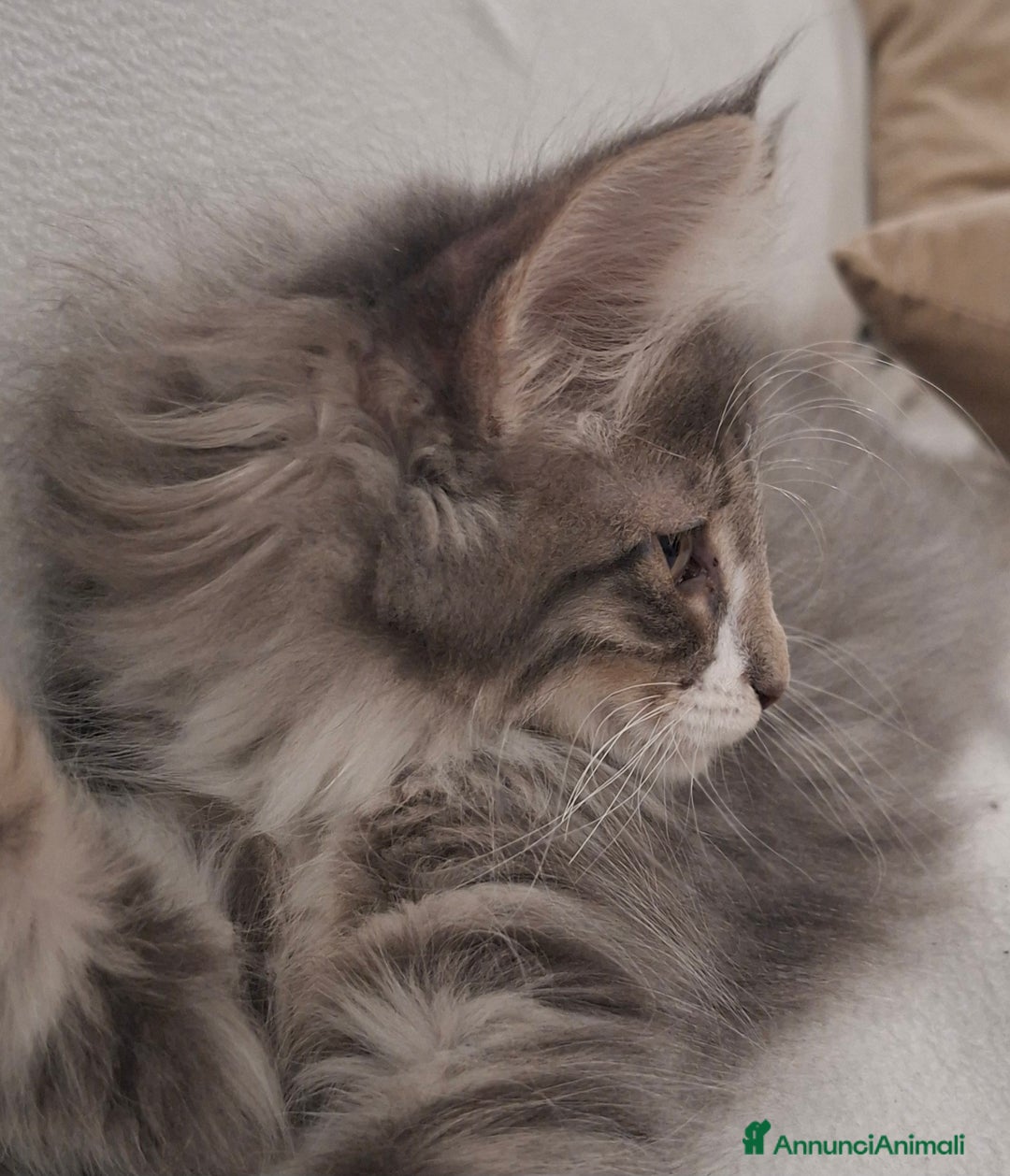 Norvegese gatti in vendita: Norvegesi cuccioli  - Annuncio 2