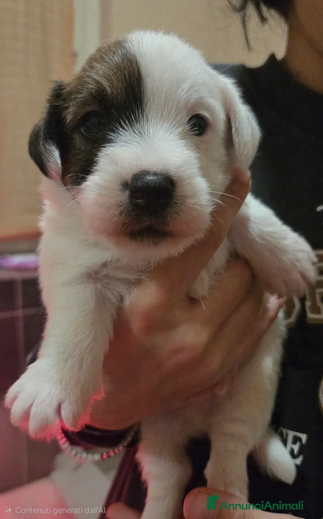 Jack Russell cani in vendita: Cuccioli Jack russell terrier pelo ruvido - Annuncio 4