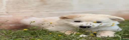 Meticcio cani in regalo: Dimitry cerca casa - Annuncio 5
