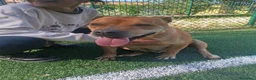 Pitbull cani in regalo: Kira pitbull 11 anni - Annuncio 2