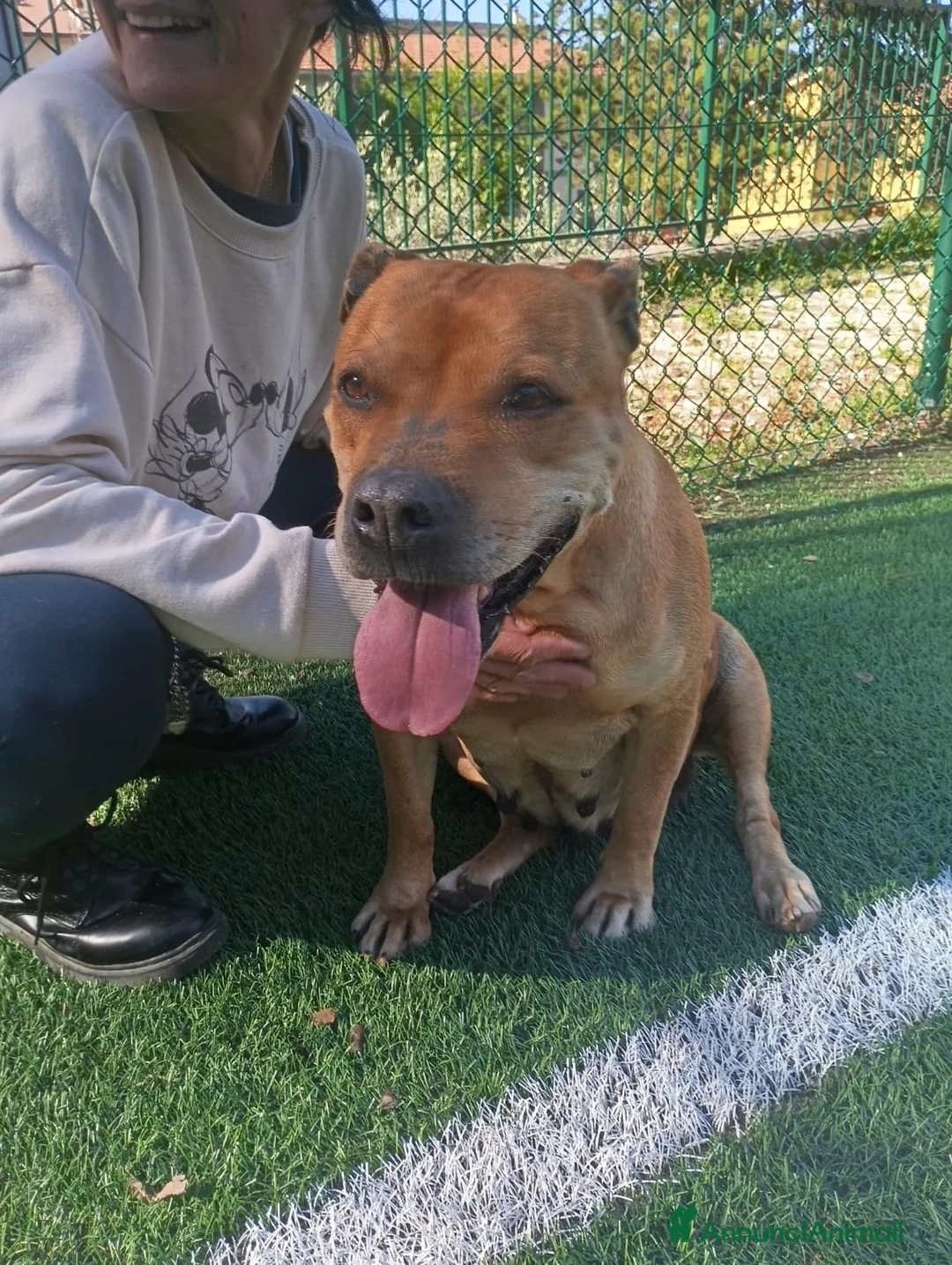 Pitbull cani in regalo: Kira pitbull 11 anni - Annuncio 2