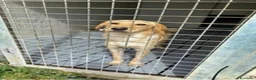 Meticcio cani in regalo: 3cucciolotti marroni crescono senza richieste.SUD - Annuncio 4