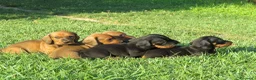 Bassotto cani in vendita: Bassotti nani a pelo corto - Annuncio 6