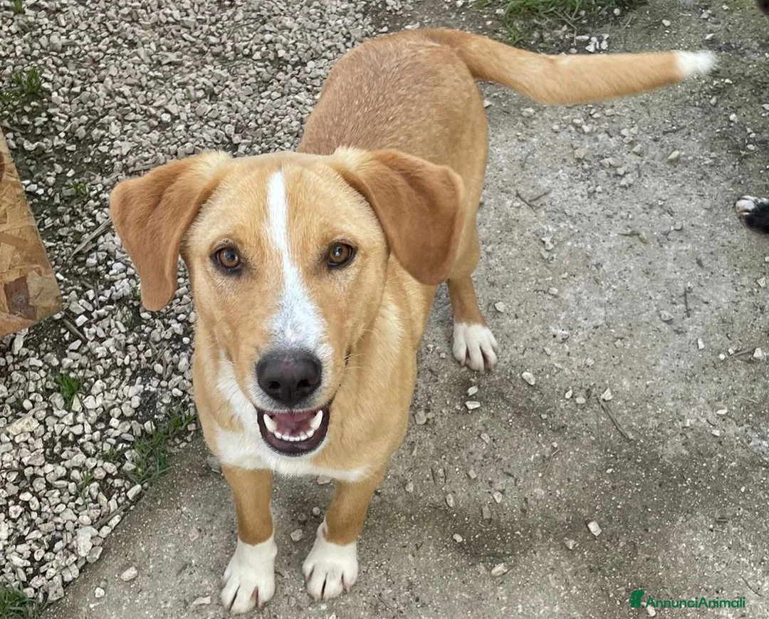 Meticcio cani in regalo: IL SIMPATICO E TENERO OLIVER a Provincia di Vicenza - Annuncio 1