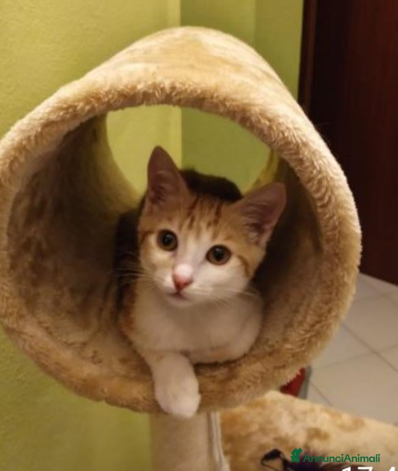 Altre razze gatti in regalo: Micetto di quattro mesi cerca casa - Annuncio 4