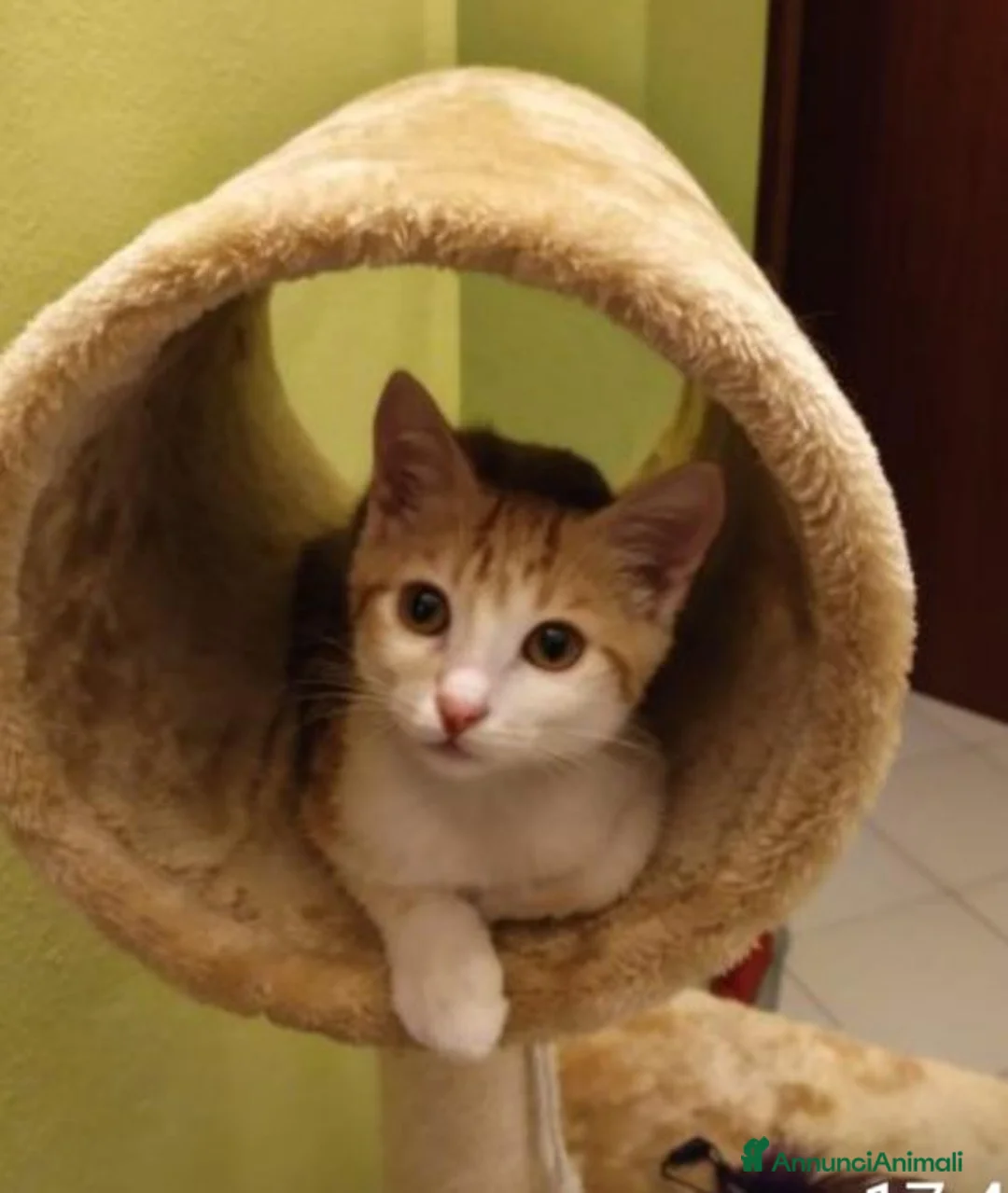 Altre razze gatti in regalo: Micetto di quattro mesi cerca casa a Provincia di Bergamo - Annuncio 1