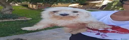 Maltese cani in regalo: Mafalda: maltesina 4 anni, socievole con tutti  - Annuncio 8