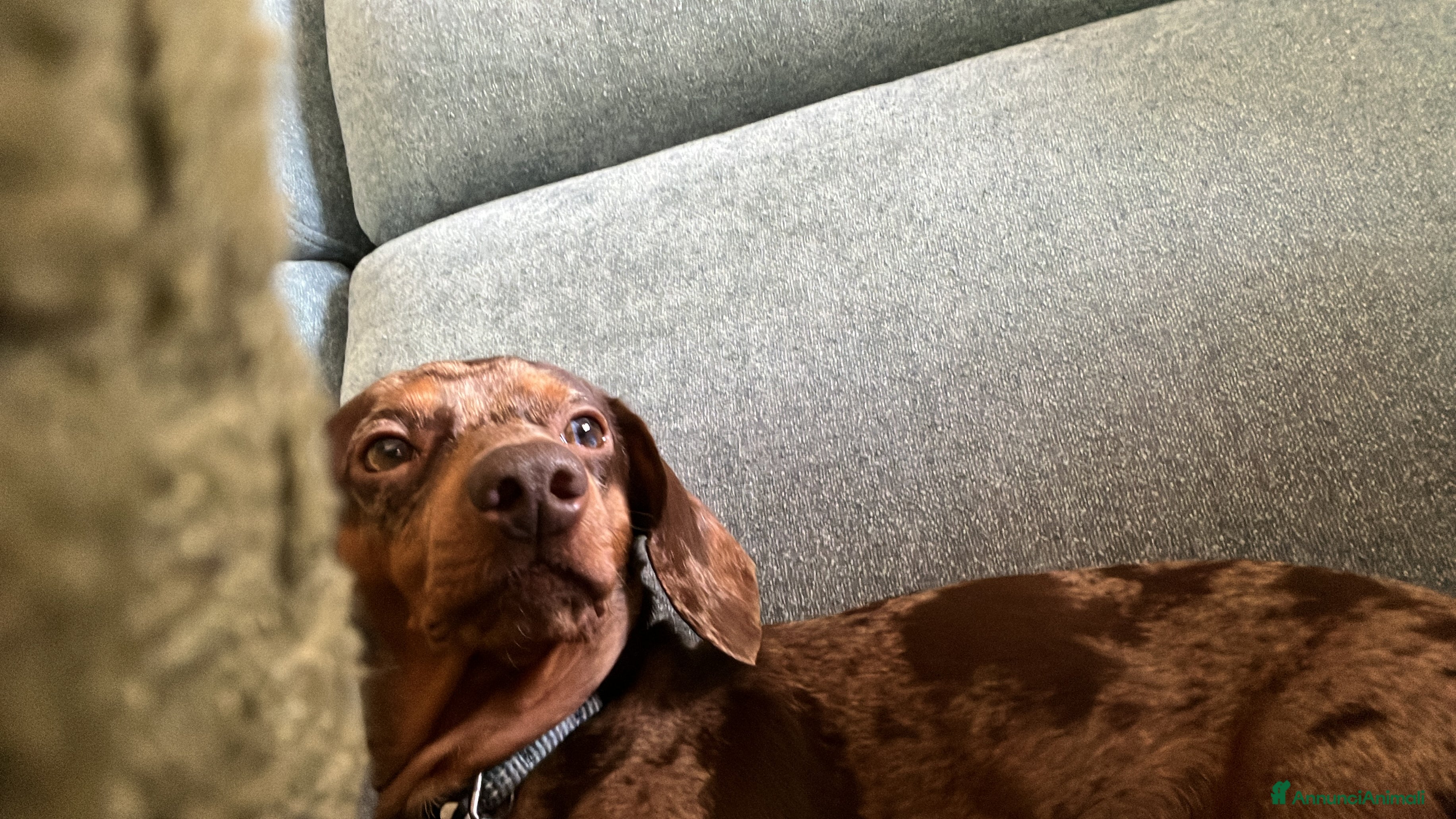 Bassotto cani Bassotto maschio cerca femmina per accoppiamento - Annuncio 2