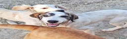 Meticcio cani in regalo: COPPA 🩷 una timidina dal cuore dolce a Provincia di Ancona - Annuncio 2