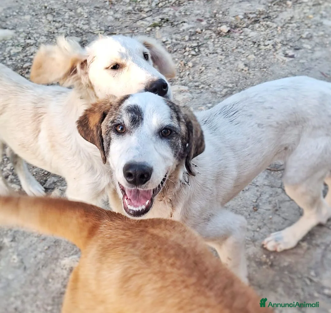 Meticcio cani in regalo: COPPA 🩷 una timidina dal cuore dolce a Provincia di Ancona - Annuncio 2