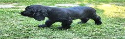 Cocker cani in vendita: Cucciolo di Cocker - Annuncio 10