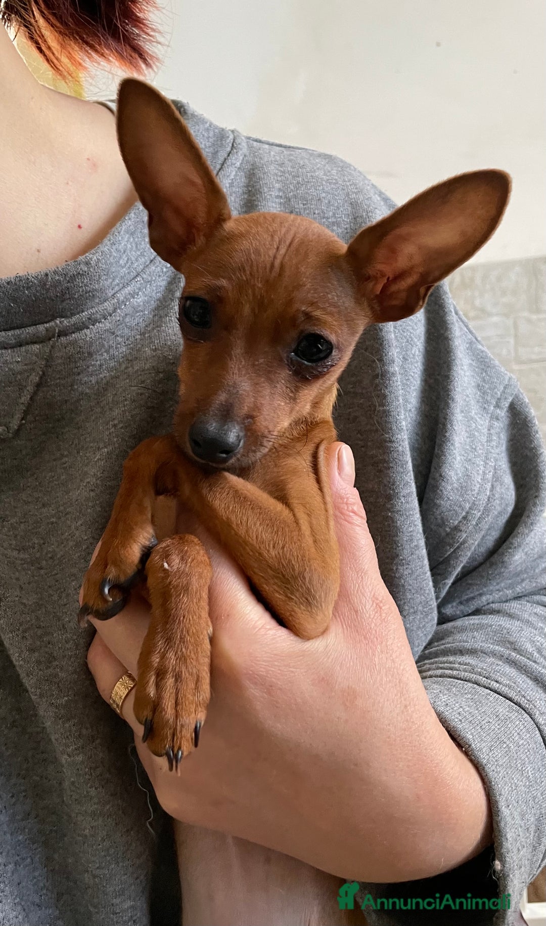 Pinscher Miniatura cani in vendita: Pinscher taglia toy - Annuncio 2