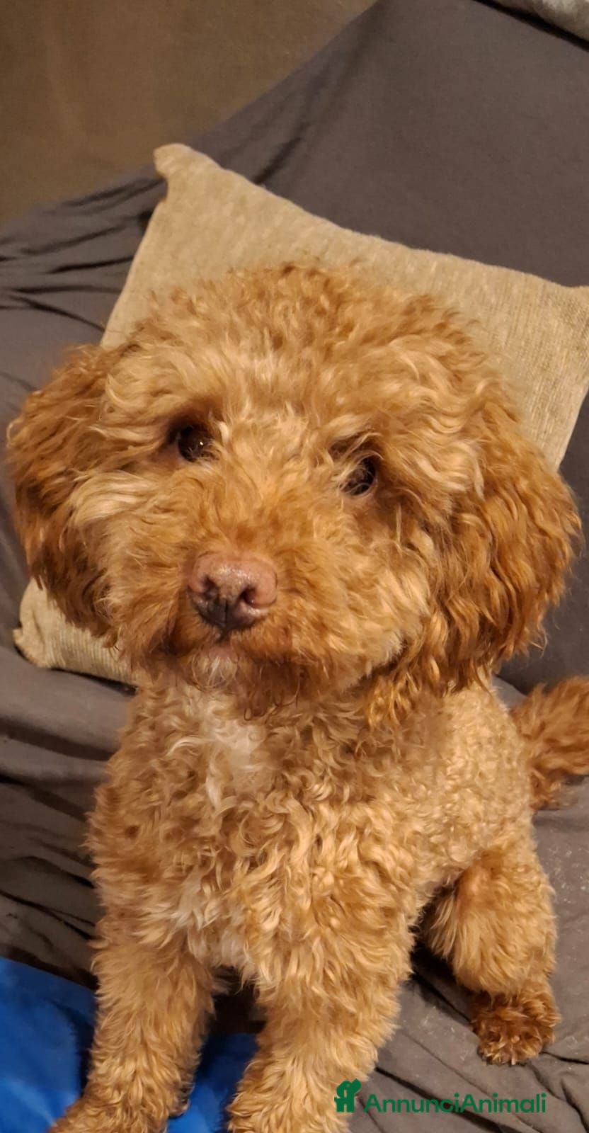 Barboncino cani Disponibili ultimi 2 fantastici cuccioli  - Annuncio 32