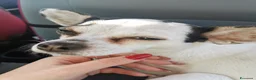 Chihuahua cani per accoppiamento: Cerco maschietto Chihuahua per Angel a Provincia di Latina - Annuncio 7