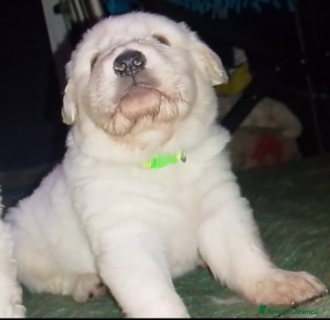 Pastore Maremmano cani in regalo: Cuccioli Pastore Abruzzese Ricci Speronati  - Annuncio 3
