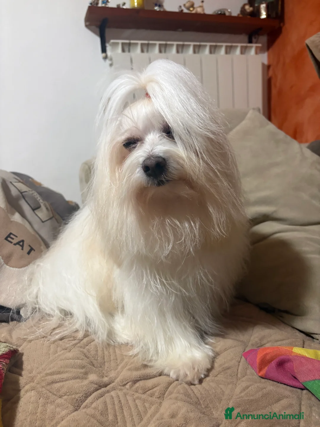 Maltese cani in vendita: Cuccioli maltesi  - Annuncio 2