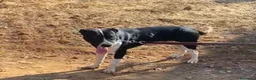Meticcio cani in regalo: Oliver 14mesi(mamma Pitbull)cresce in box CALABRIA - Annuncio 7
