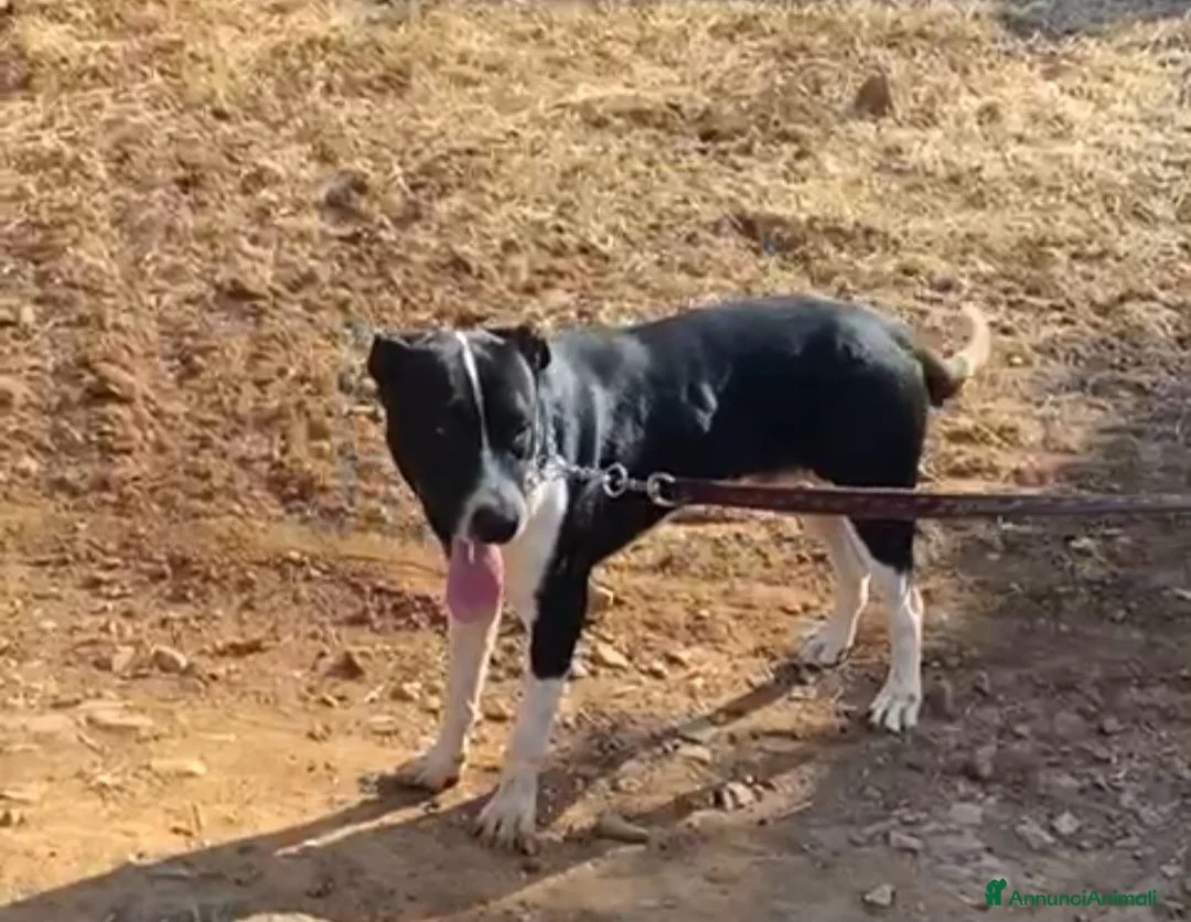 Meticcio cani in regalo: Oliver 14mesi(mamma Pitbull)cresce in box CALABRIA - Annuncio 7
