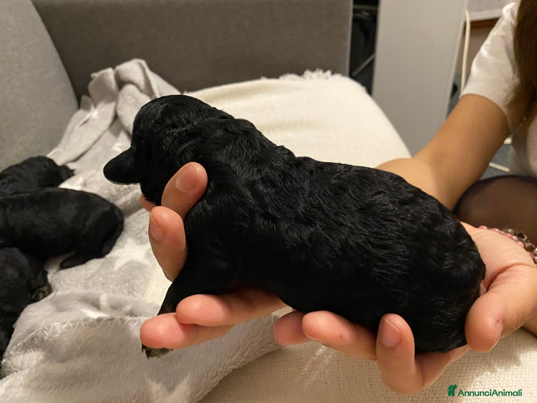 Barboncino cani in vendita: Cuccioli di barboncino  - Annuncio 20