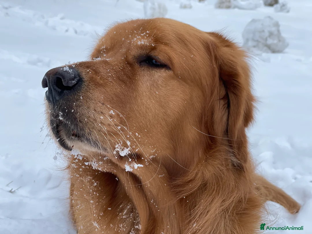 Golden Retriever cani per accoppiamento: GOLDEN RETRIEVER MASCHIO PER ACCOPPIAMENTO - Annuncio 15