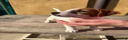 Jack Russell cani in vendita: Cucciolo Maschio Jack Russell terrier pelo liscio a Provincia di Pavia - Annuncio 7