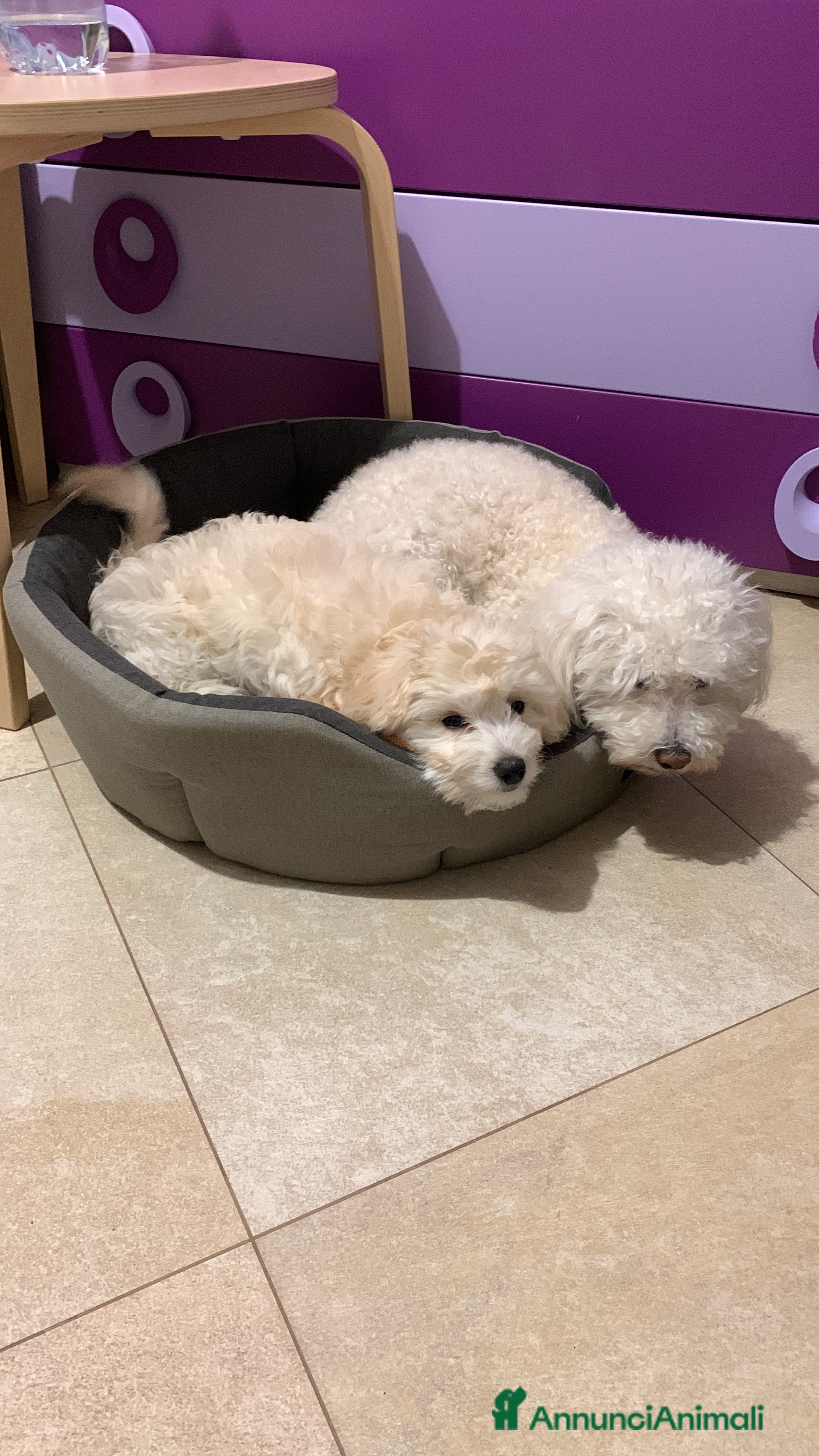 Maltipoo cani Cucciola di Maltipoo  - Annuncio 2