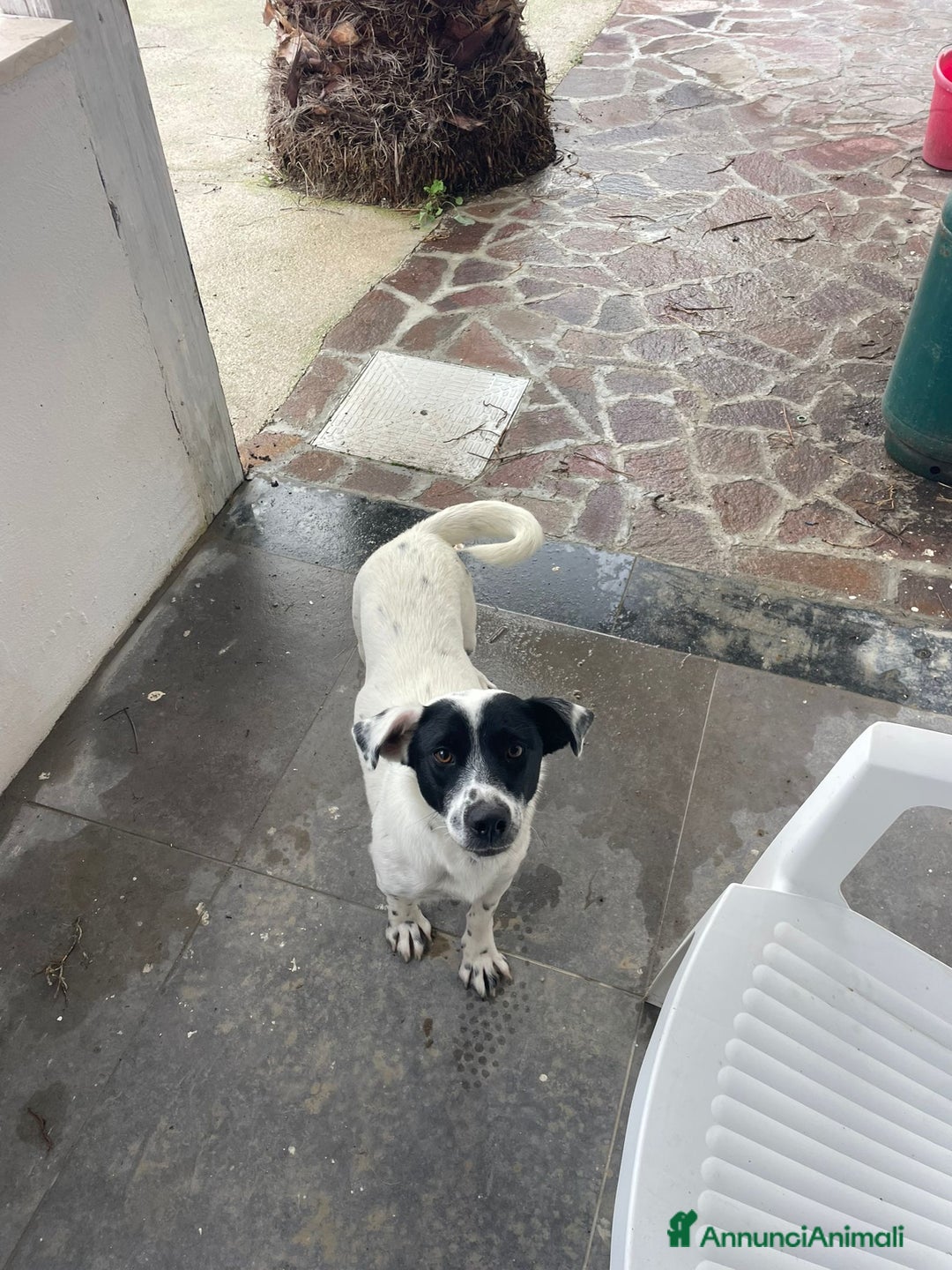 Meticcio cani in regalo: Bea taglia piccola! (10-12kg) - Annuncio 1