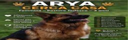 Pastore Tedesco cani in regalo: Pastore Tedesco 3anni splendida,equilibrata.SUD - Annuncio 2