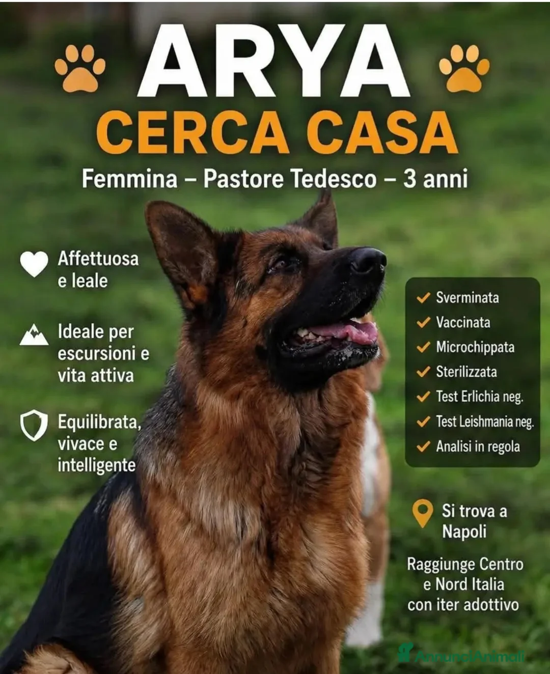 Pastore Tedesco cani in regalo: Pastore Tedesco 3anni splendida,equilibrata.SUD - Annuncio 2