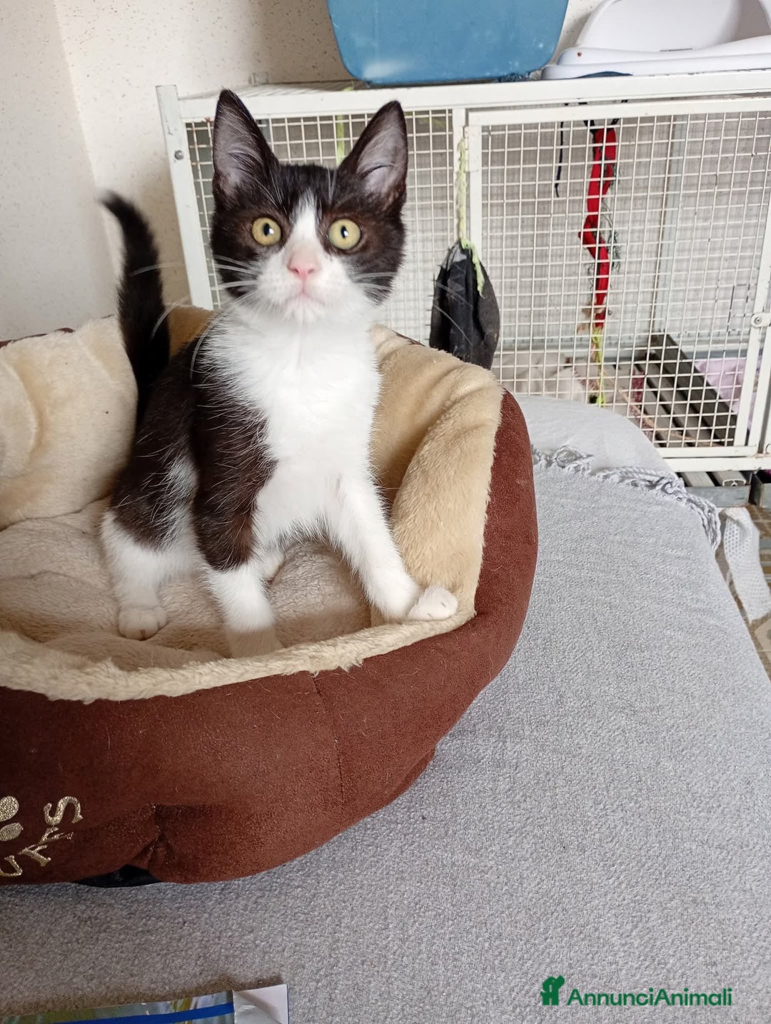 Europeo gatti in regalo: Timmy il micino che adora stare in braccio  - Annuncio 1