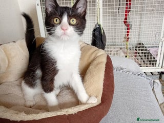 Europeo gatti Timmy il micino che adora stare in braccio - Annuncio 41