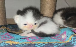 Persiano gatti in vendita: Meravigliosi Persiani - Immagine 7