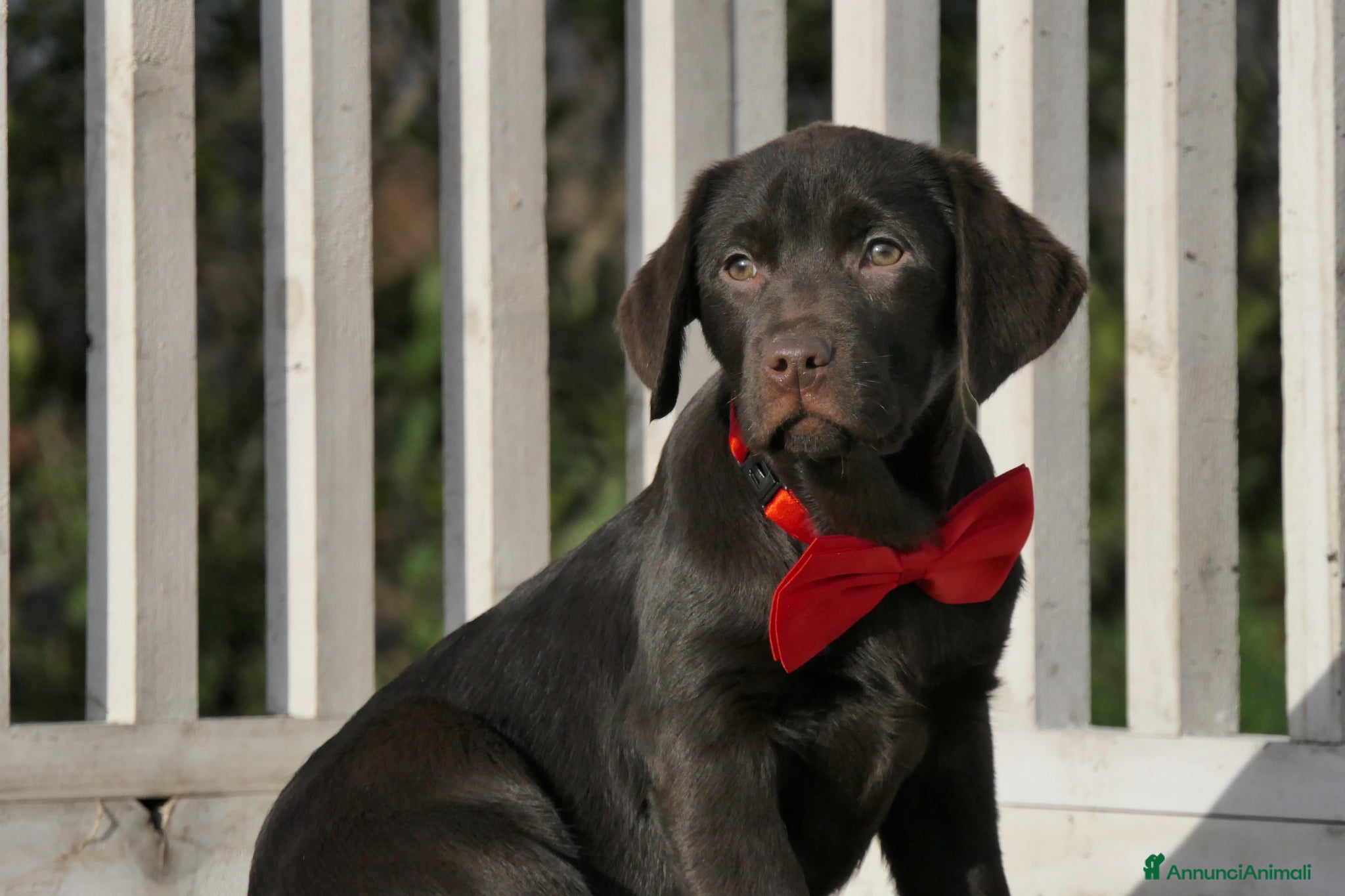 Labrador cani Cuccioli di Labrador Retriever choco con pedigree - Annuncio 1