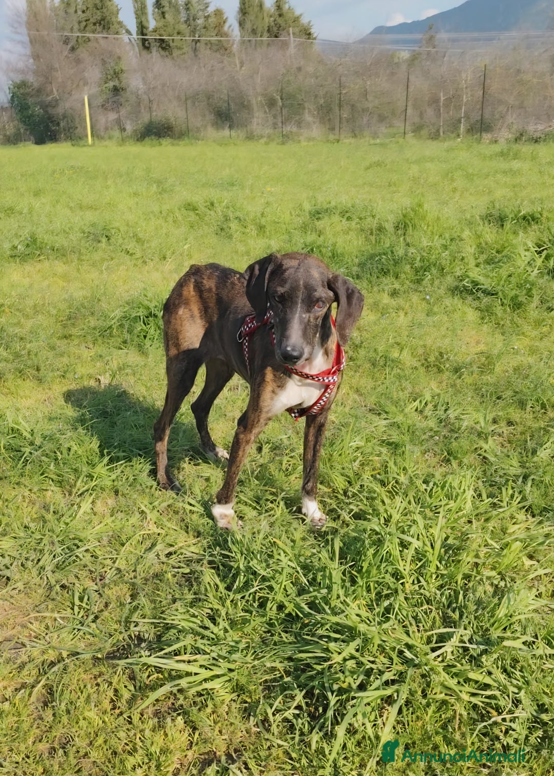 Meticcio cani in regalo: Cannella... adozione del SUPER CUORE ❤️ - Annuncio 7