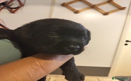 Labrador cani in vendita: Cuccioli di labrador retriever di alta genealogia a Provincia di Brescia - Immagine 3