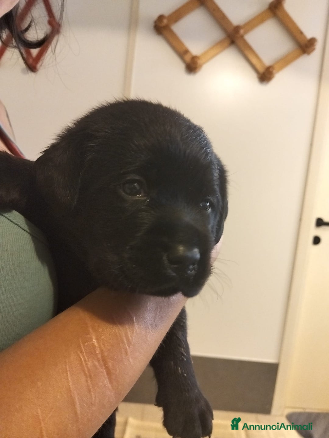 Labrador cani in vendita: Cuccioli di labrador retriever di alta genealogia a Provincia di Brescia - Immagine 3