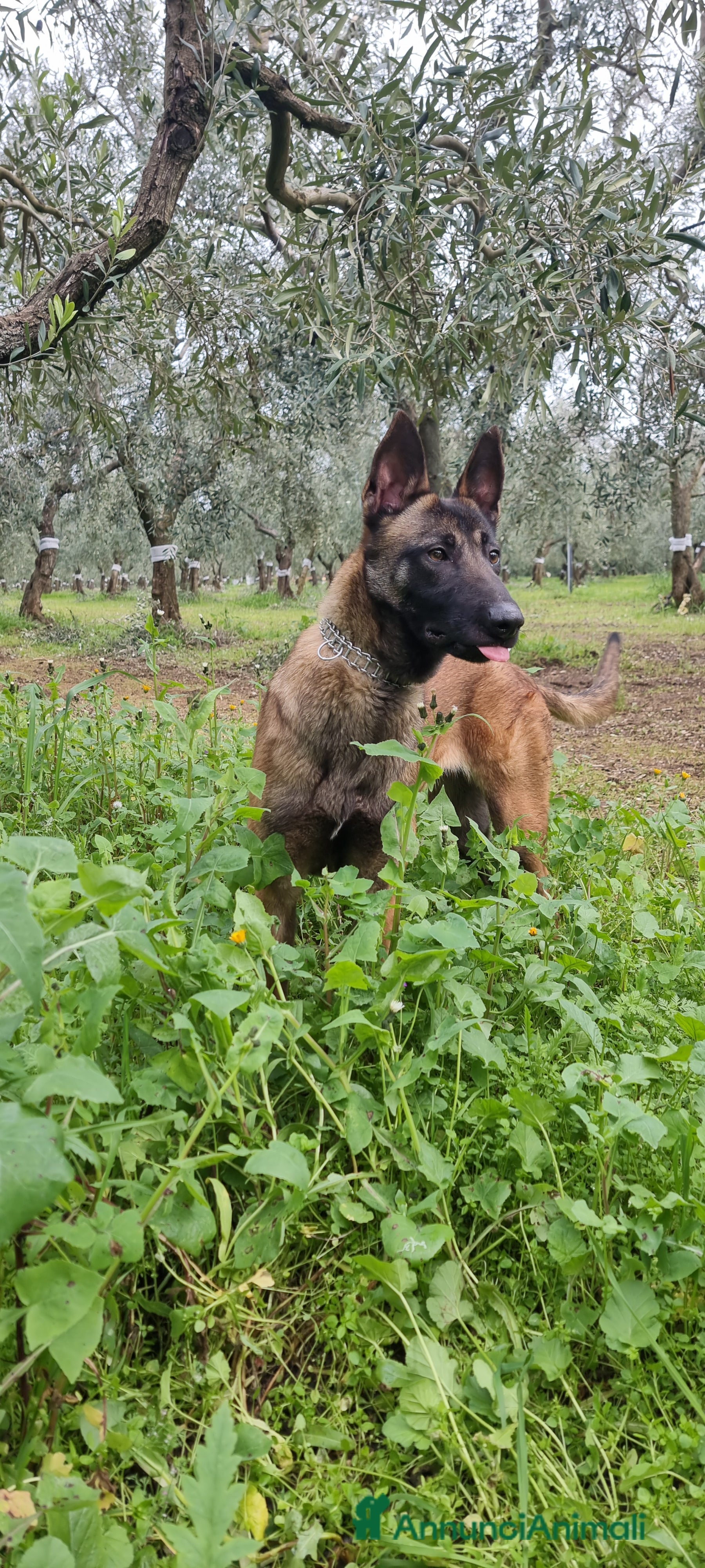 Pastore Belga cani Pastore Belga Malinois in Campania  - Annuncio 1