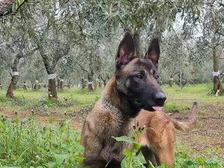 Pastore Belga cani Pastore Belga Malinois in Campania - Annuncio 1