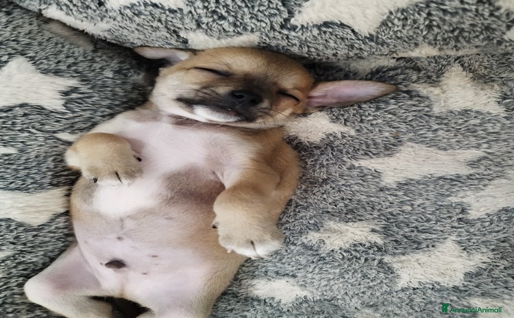 Chihuahua cani a Provincia di Cuneo - Annuncio 7