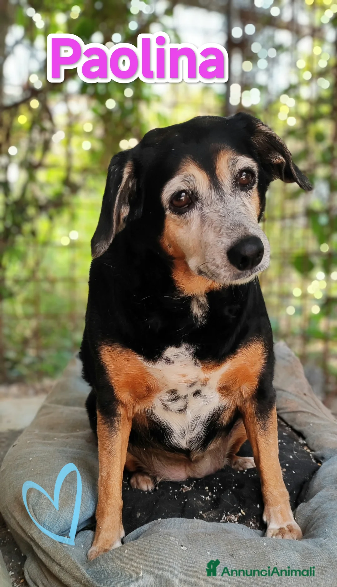 Meticcio cani in regalo: Paolina cerca adozione ha perso il suo umano a Provincia di Modena - Annuncio 6
