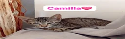 Meticcio cani in regalo: Una seconda possibilità di amore e coccole  - Annuncio 7