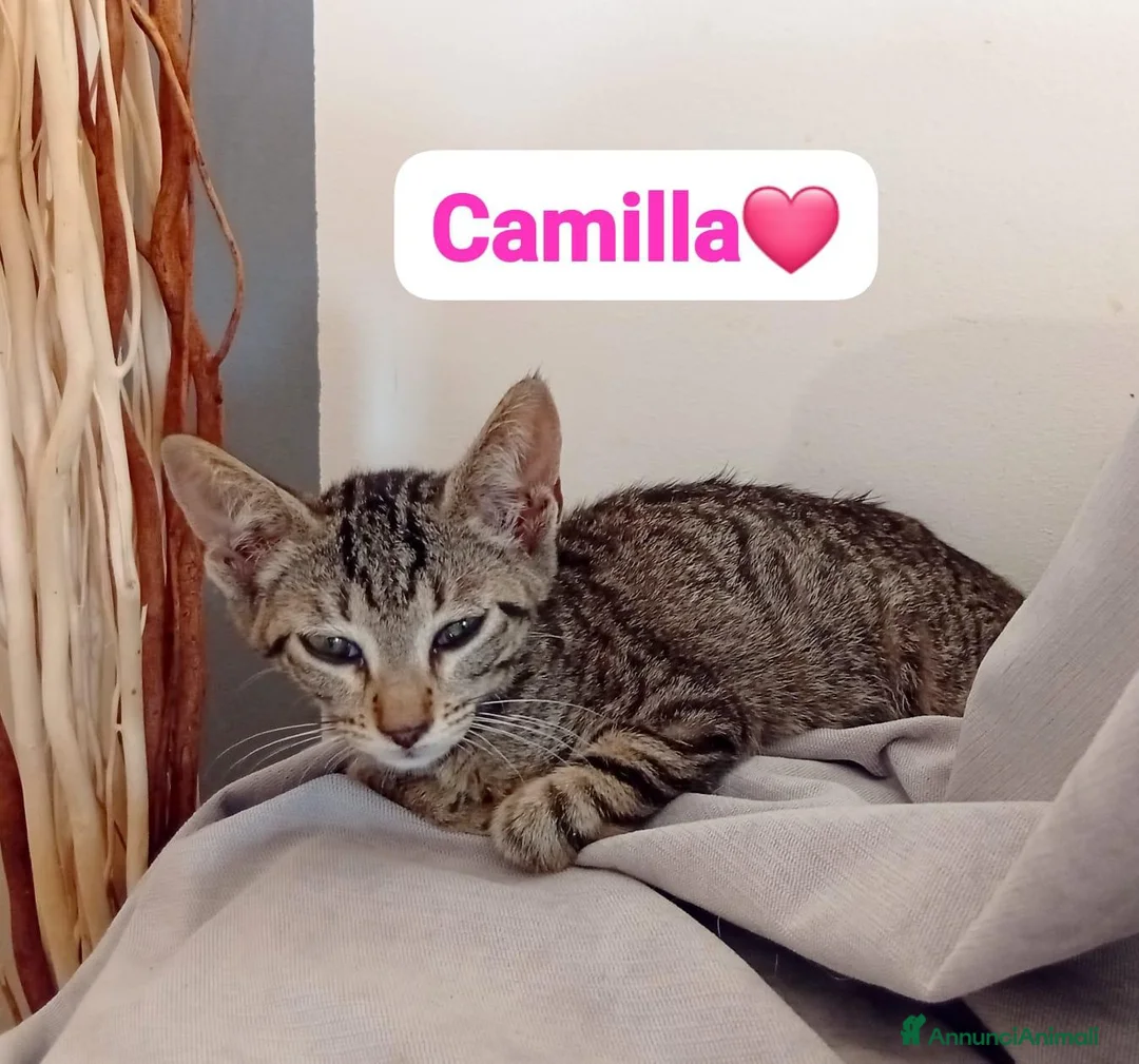 Meticcio cani in regalo: Una seconda possibilità di amore e coccole  - Annuncio 7