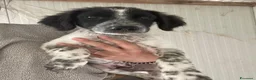 Meticcio cani in regalo: SOS CUCCIOLI a Città Metropolitana di Firenze - Annuncio 10