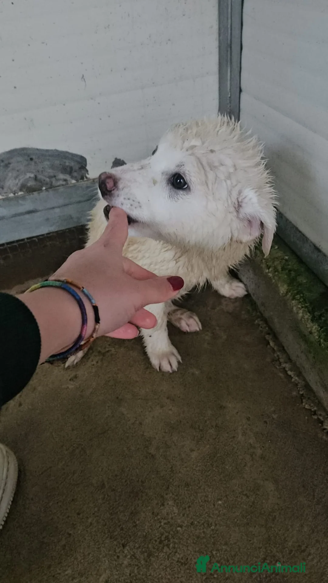 Meticcio cani in regalo: Patatina: 4 mesi taglia grande  - Annuncio 3